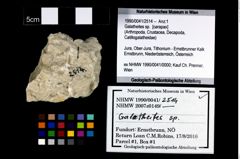 Foto (Objekt + Etikett) von Galatheites sp.  (NHMW-GEO-1990-0041-2514)